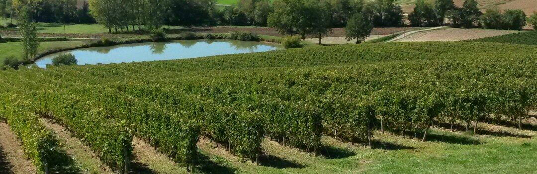 LES-VIGNES-DOMAINE-DE-CAUQUELLE