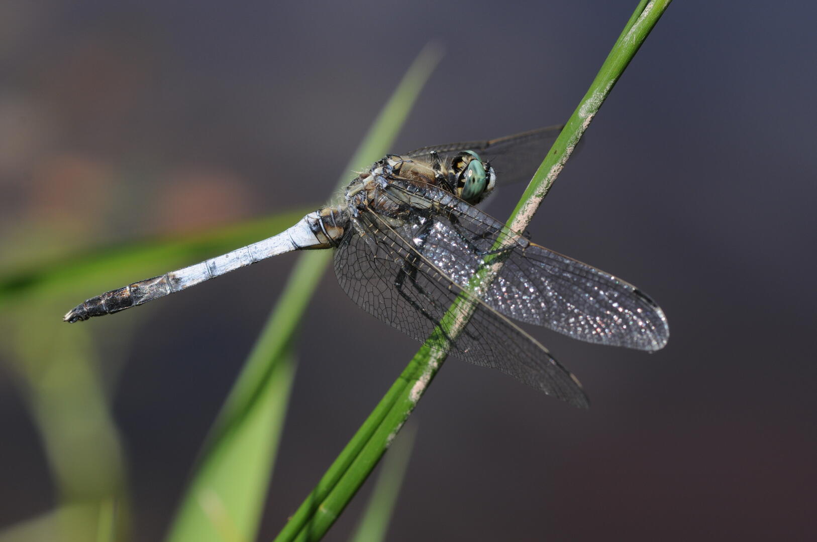 Libellule_Balade Nature_ABC