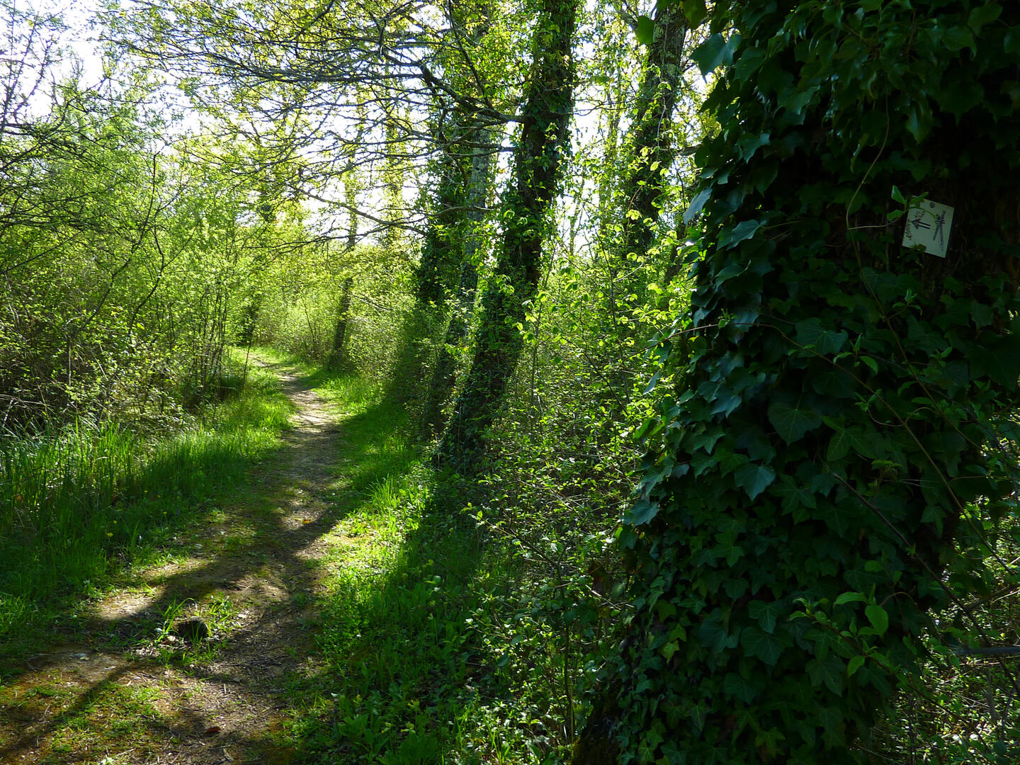 Marais de Bonnefont - Sentier sous les arbres © Lot Tourisme - C. Sanchez