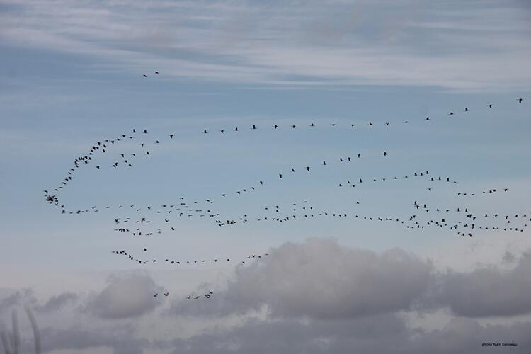 Migration