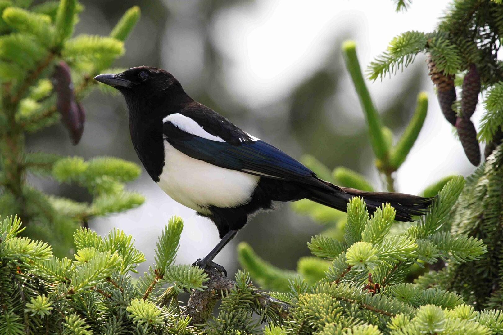 Oiseau