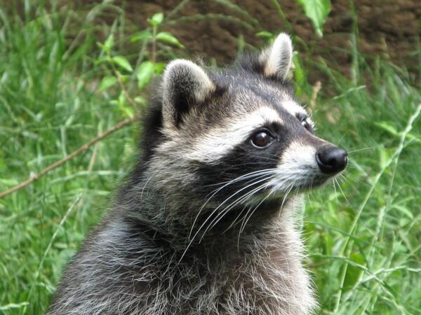 Parc Animalier - Gramat