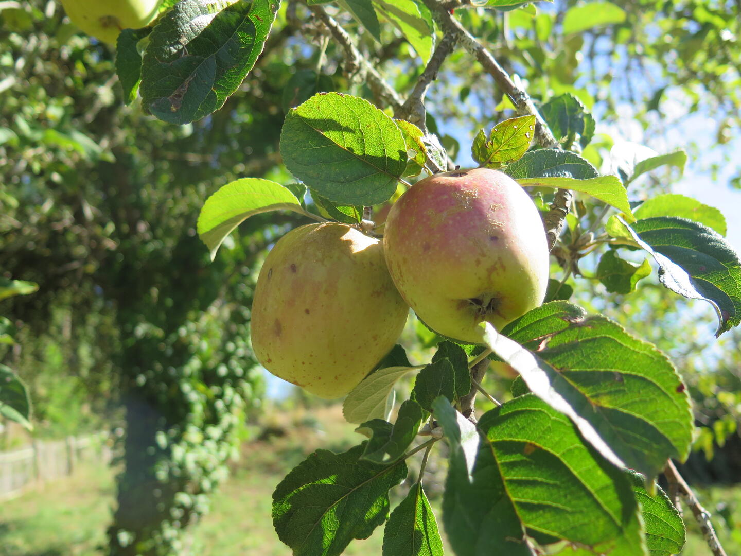 Pommes corréziennes