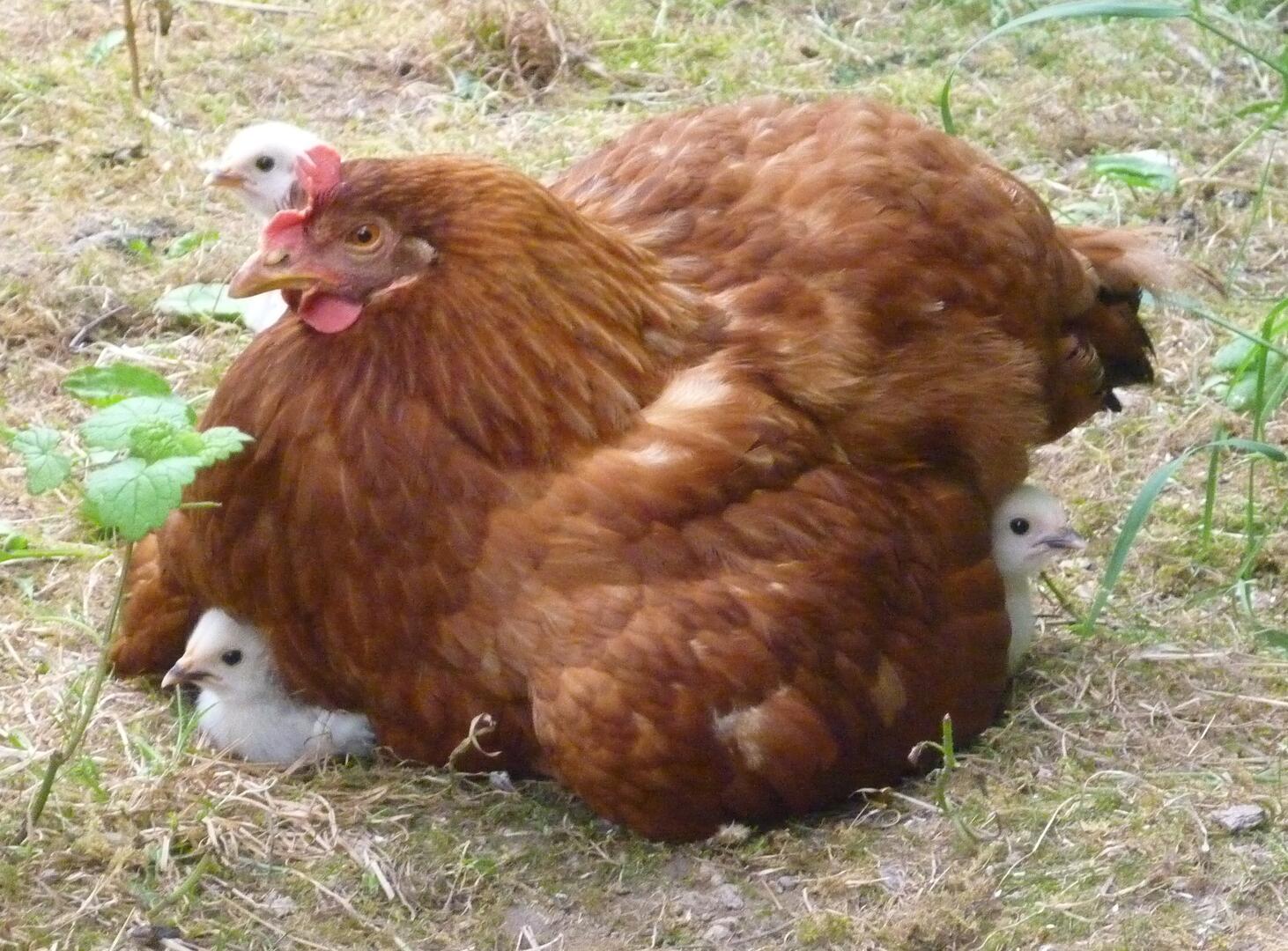 Poule_et_ses_poussins