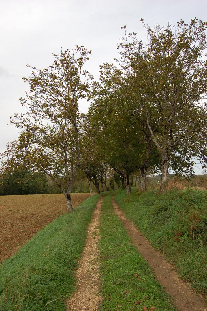 Thégra_Chemin - Falguières