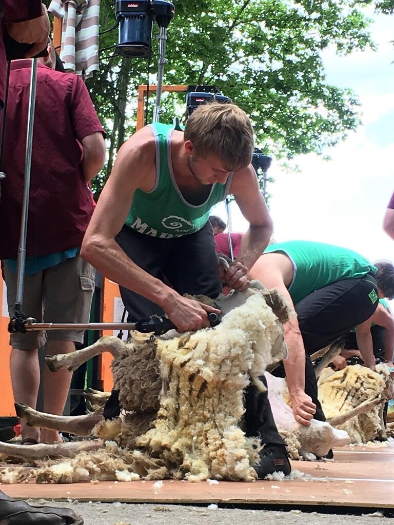 Tonte-de-Moutons-2