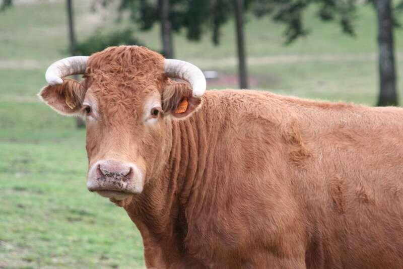Vache_limousine_race_bovine