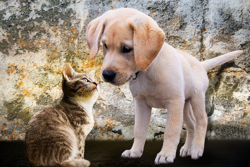animals-2198994_960_720