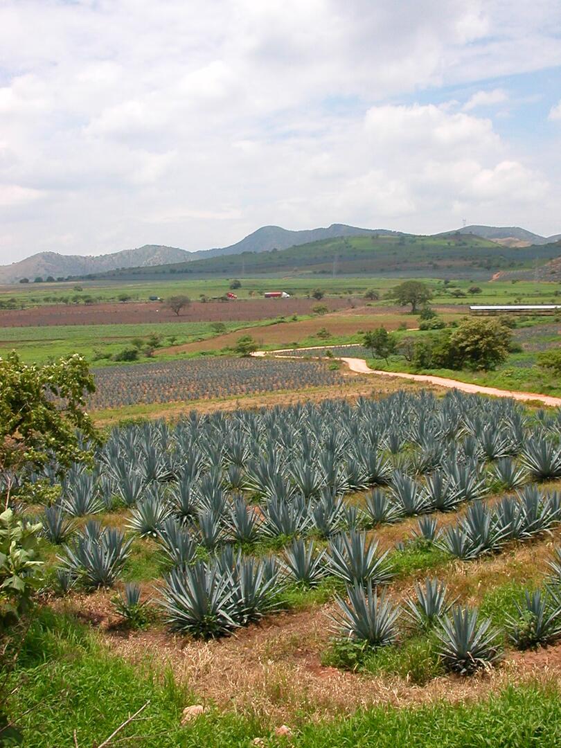 associationtequilamartel-photosoliviacampos
