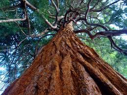 arbre-2