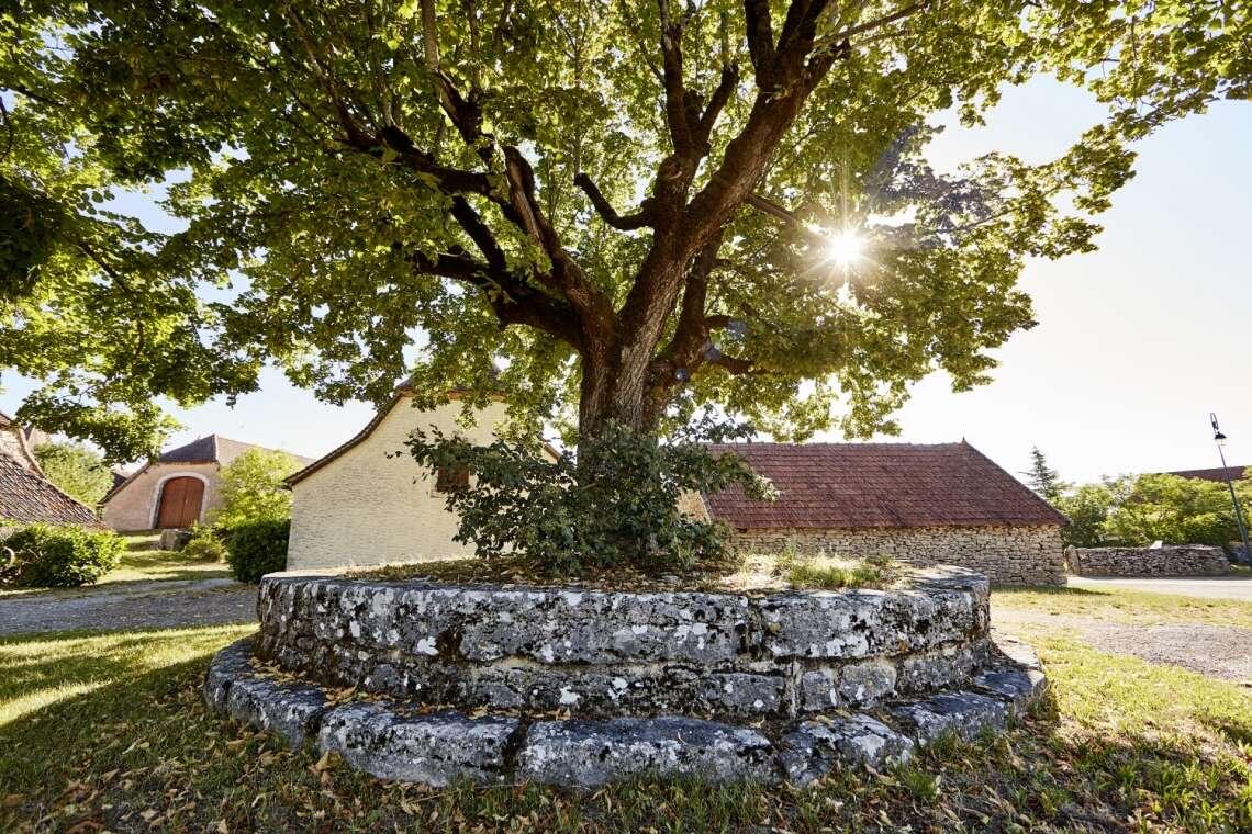 arbre@departement du Lot