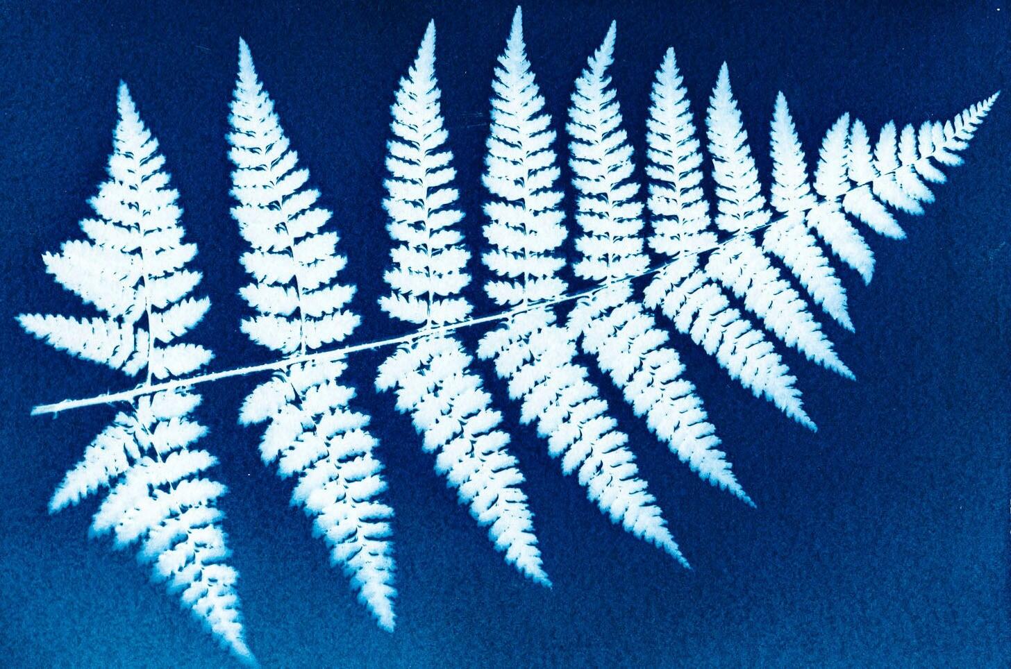 atelier cyanotype@Les Ateliers des Arques