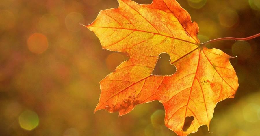 automne