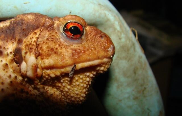 bave_de_crapaud_JacquelineGout_CPIE