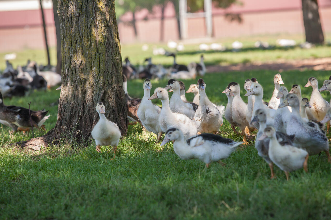 canards_©FermeDesCampagnes