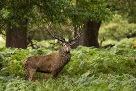cerf
