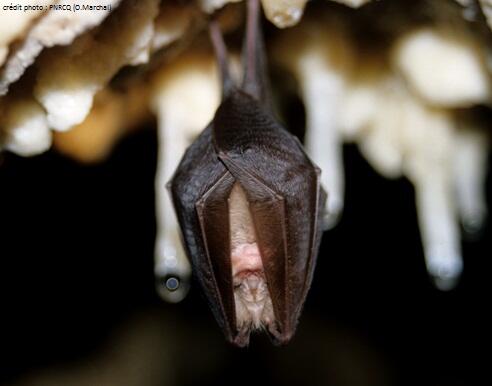 chauve-souris-OMarchal-PNRCQ-2