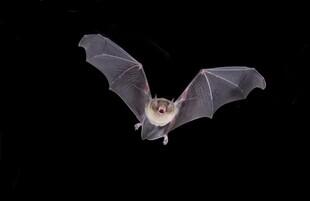 chauve-souris_medium