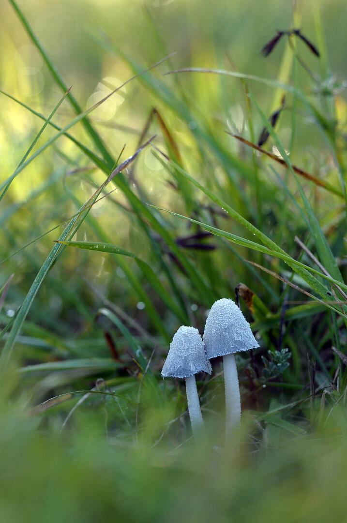 champignons RNR Marais de Bonnefont
