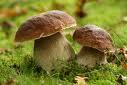 champignons