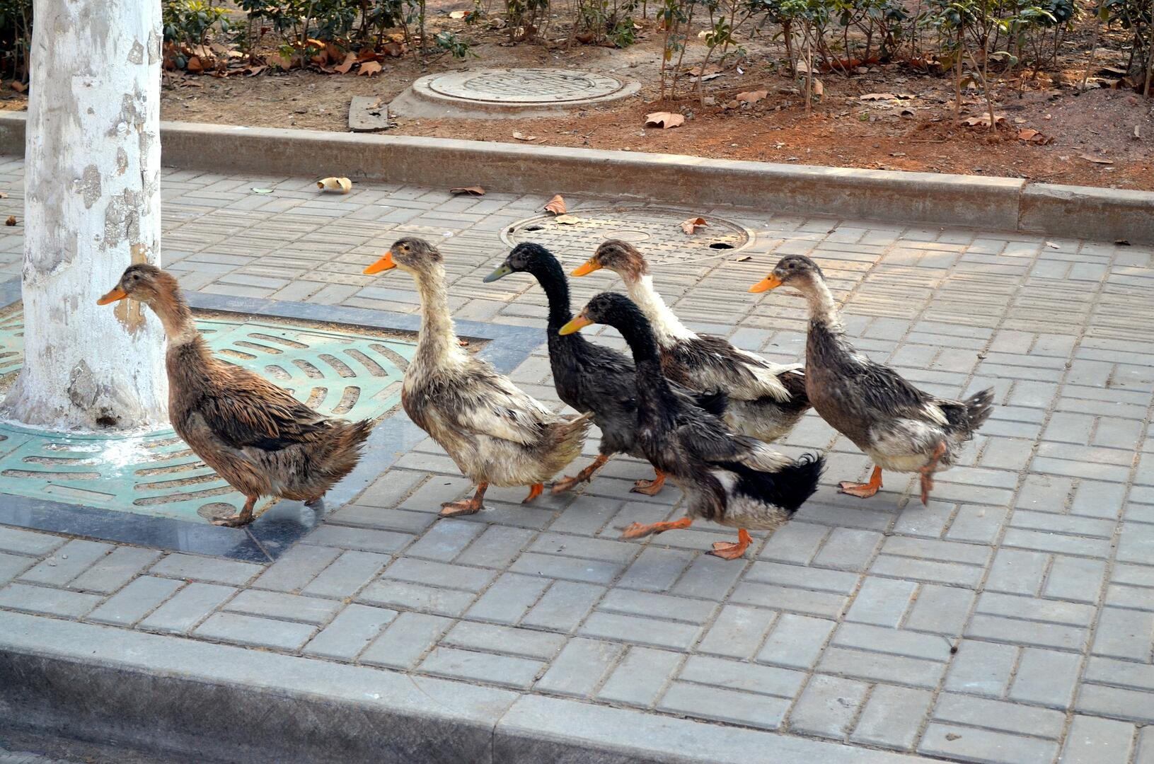 duck-21262_1920