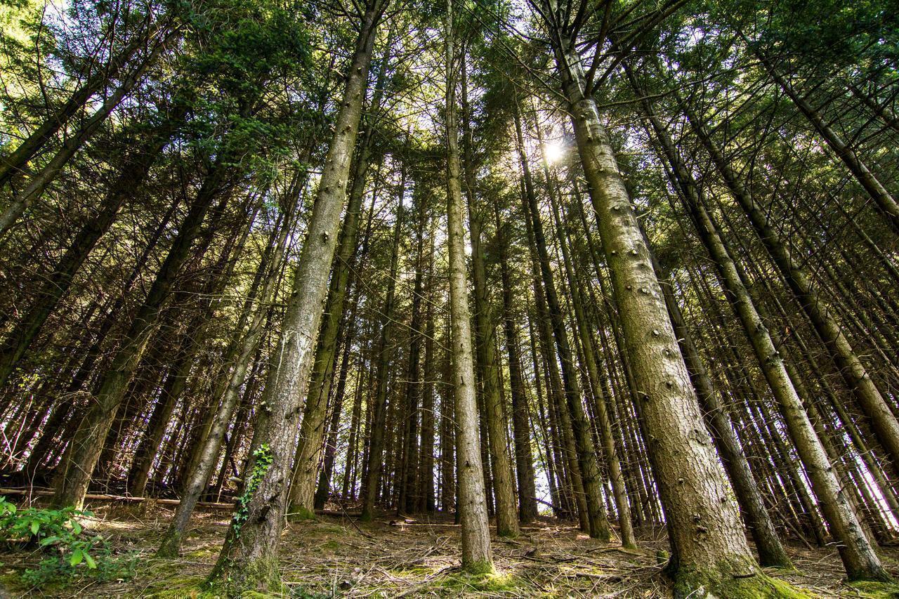 exposition éphémère « Chez nous, la forêt »