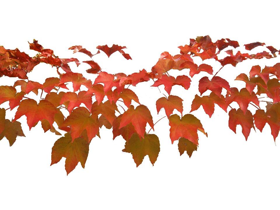fete automne