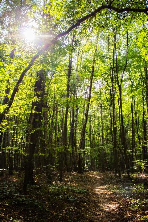 forêt