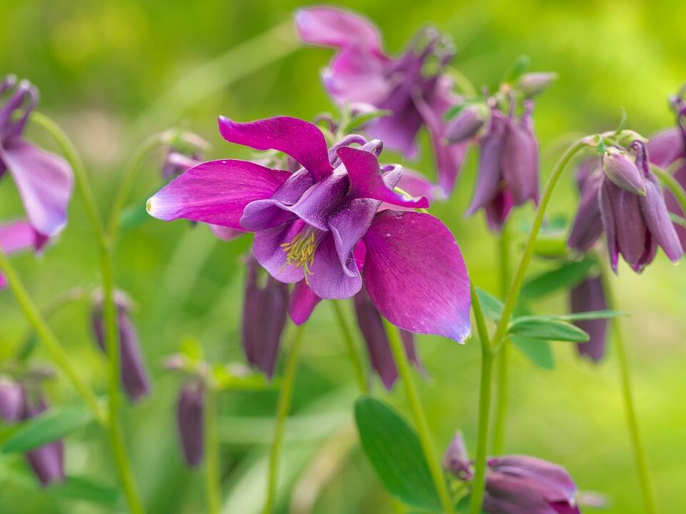 flower-3355717_960_720