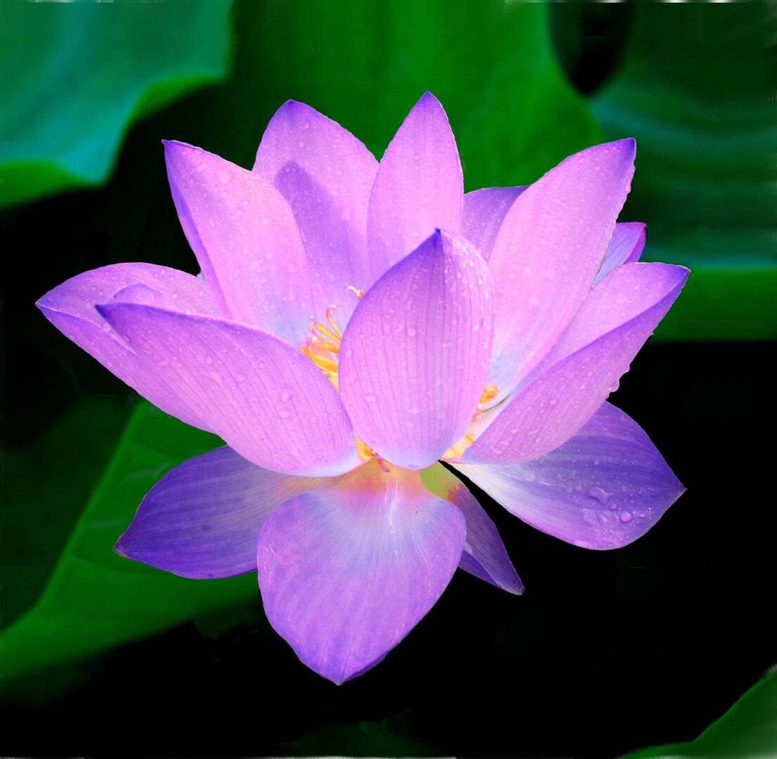 fleur de lotus