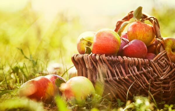 fruits_legumes_automne_bio_roanne-1-1-600x380