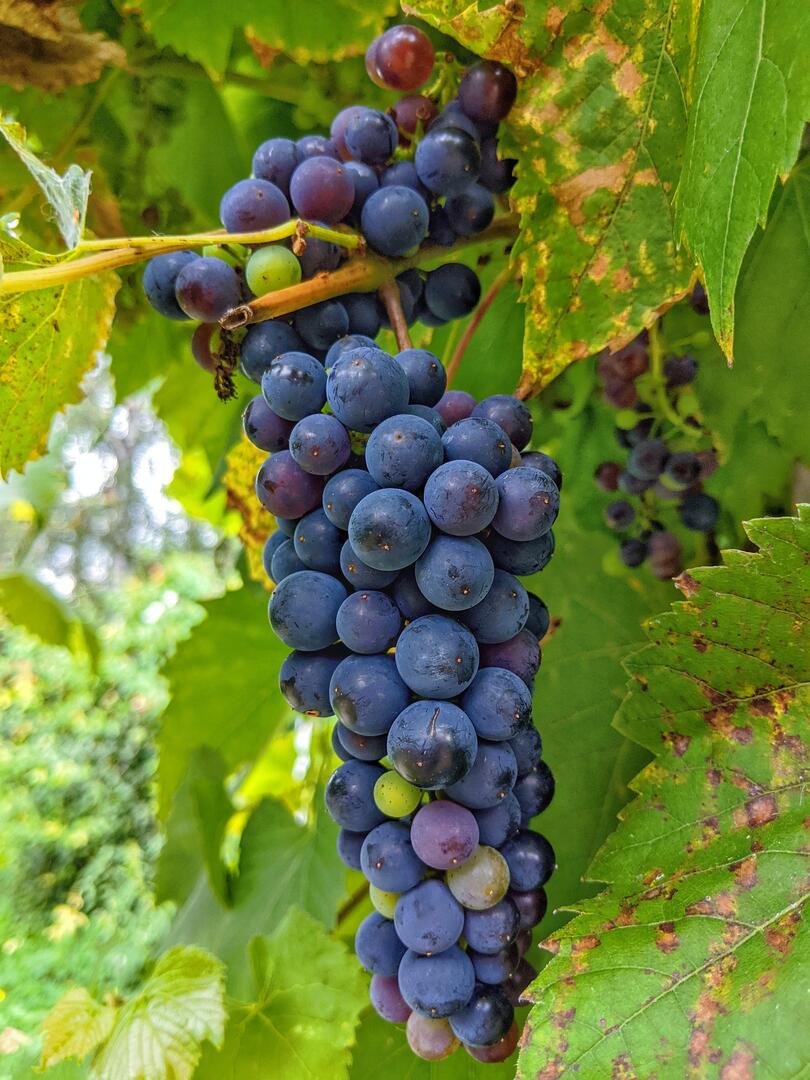 grapes-5530734_1920