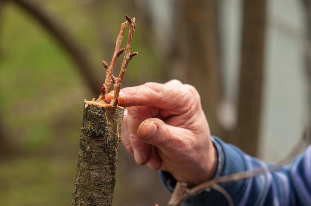 greffe arbre frutier