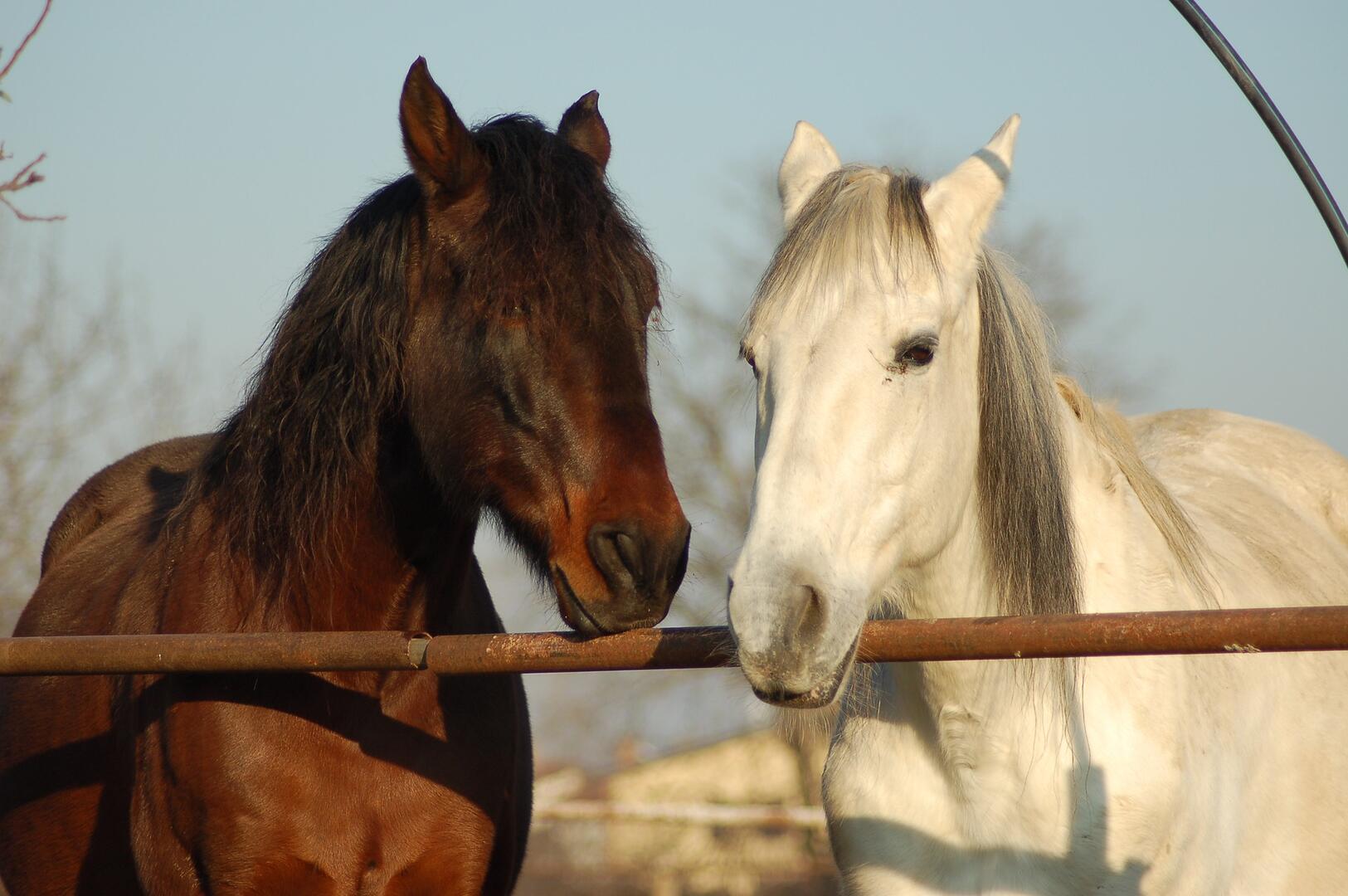 horse-4725554_1920