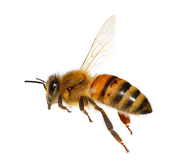 istockphoto-487522266-612x612