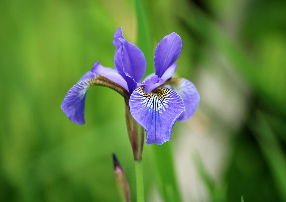 iris-3385862_960_720