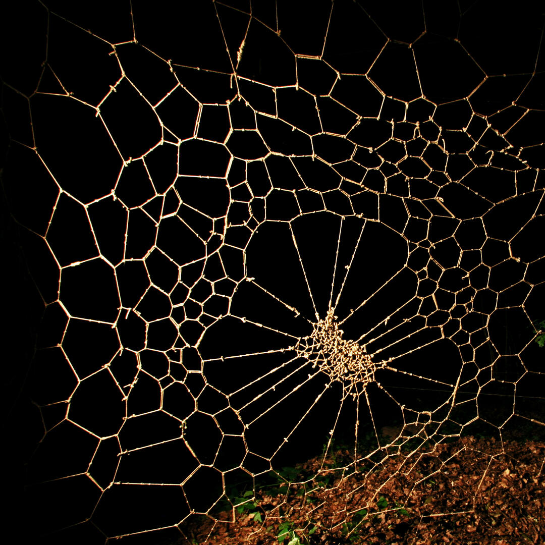 le-pingouin-elastique