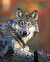 loup-libre de droit