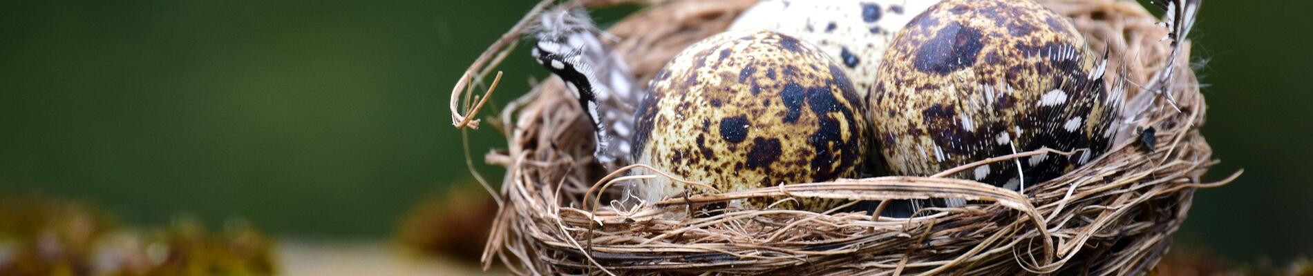 nest-g2ad5b9c8a_1920