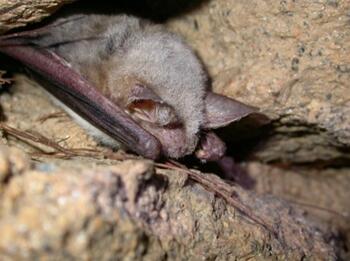 nuit_chauve-souris_MichelBarataud_Conservatoired'EspacesNaturels