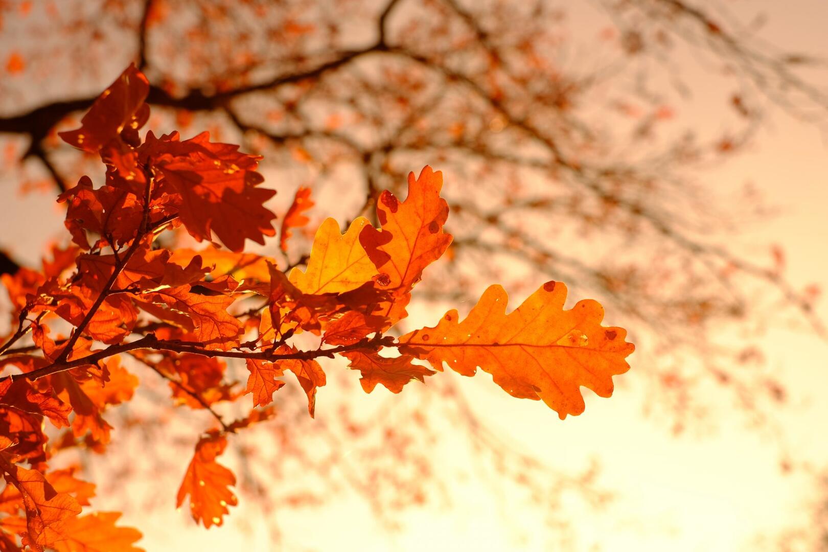 automne