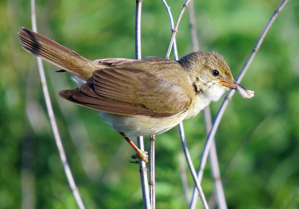 oiseau©marsh-warbler pixabay