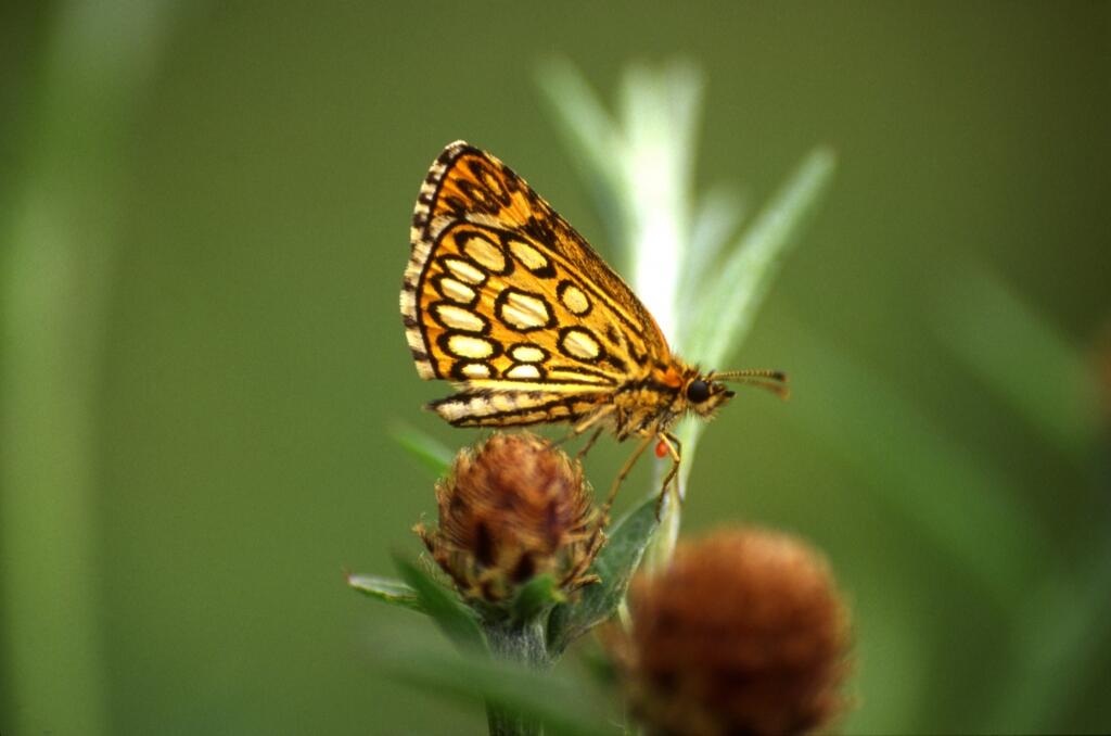 papillon ens