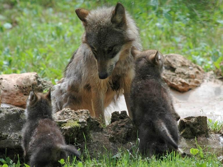 parc+animalier+de+gramat+-+loups