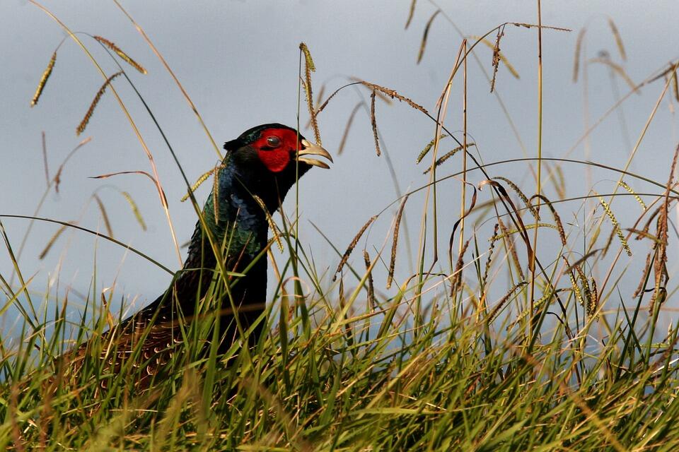 pheasant-393976_960_720