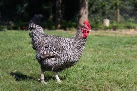 poules pondeuses