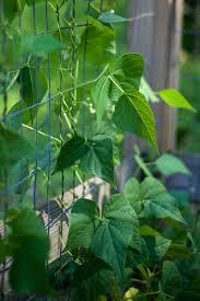 plantes