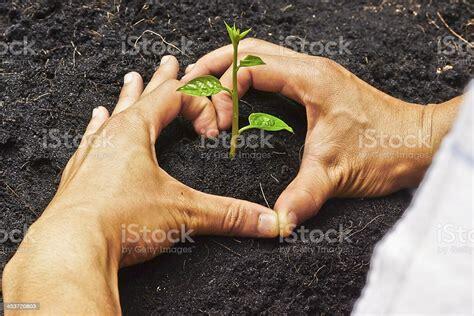 plants