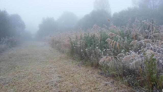 roselière-brouillard-RNR Mayrihnac Lentour