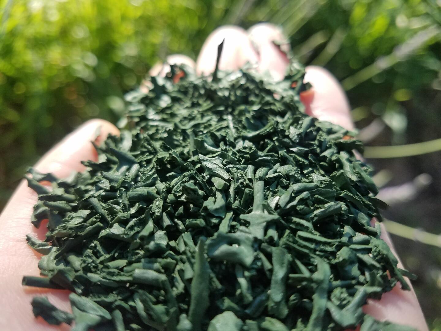 spiruline